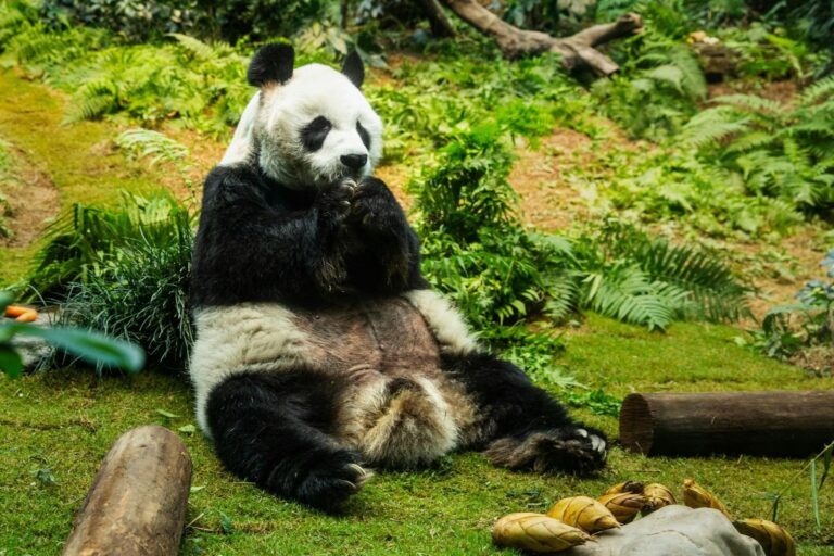 Zoo to Return Giant Pandas to China Because of Rising Care Expenses